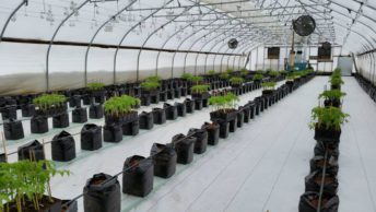 grow-bag-in-serre-march-farm-ready-to-plant-e1569231418869